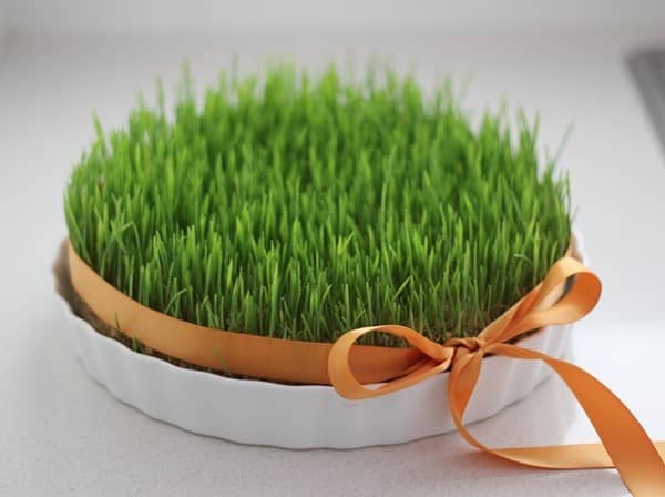 کاشت زیبای سبزه عید